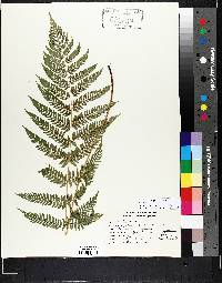 Athyrium filix-femina var. sitchense image