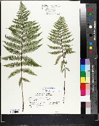 Athyrium filix-femina var. sitchense image