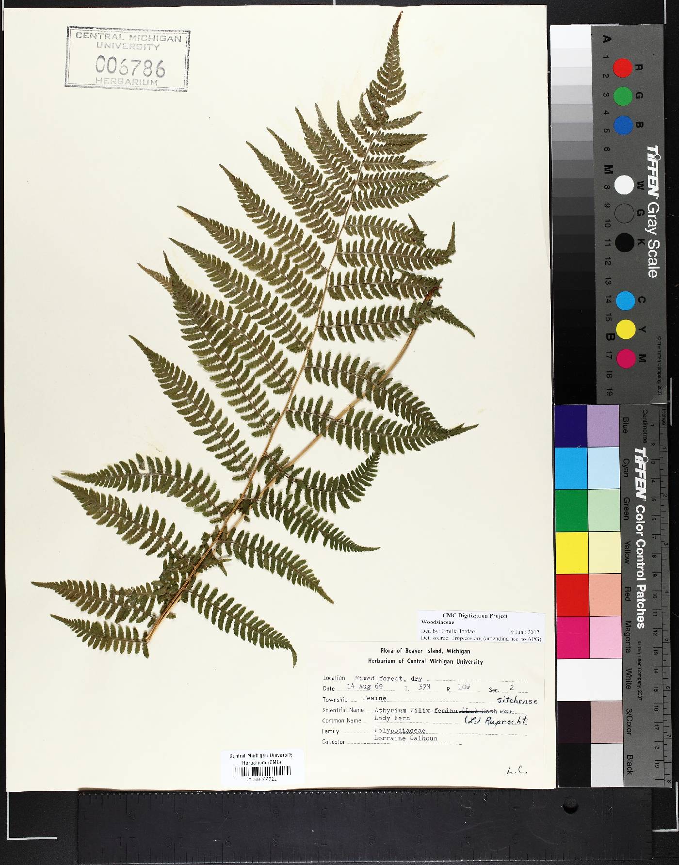 Athyrium filix-femina var. sitchense image