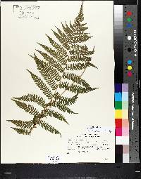 Athyrium filix-femina var. sitchense image