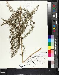 Athyrium filix-femina var. sitchense image