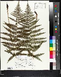 Athyrium filix-femina var. sitchense image