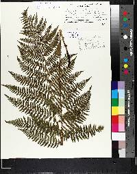 Athyrium filix-femina var. sitchense image