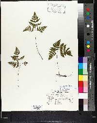 Gymnocarpium dryopteris image