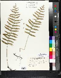 Stenochlaena palustris image