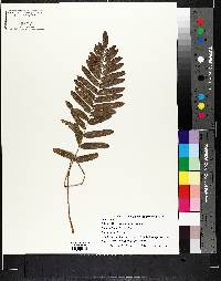 Blechnum serrulatum image