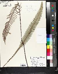 Blechnum spicant image