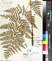 Dryopteris campyloptera image