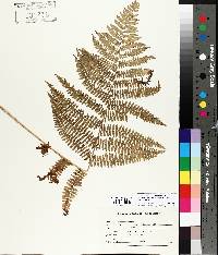 Dryopteris campyloptera image