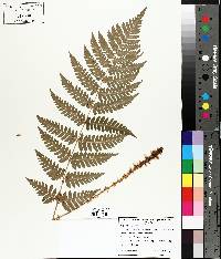 Dryopteris clintoniana image