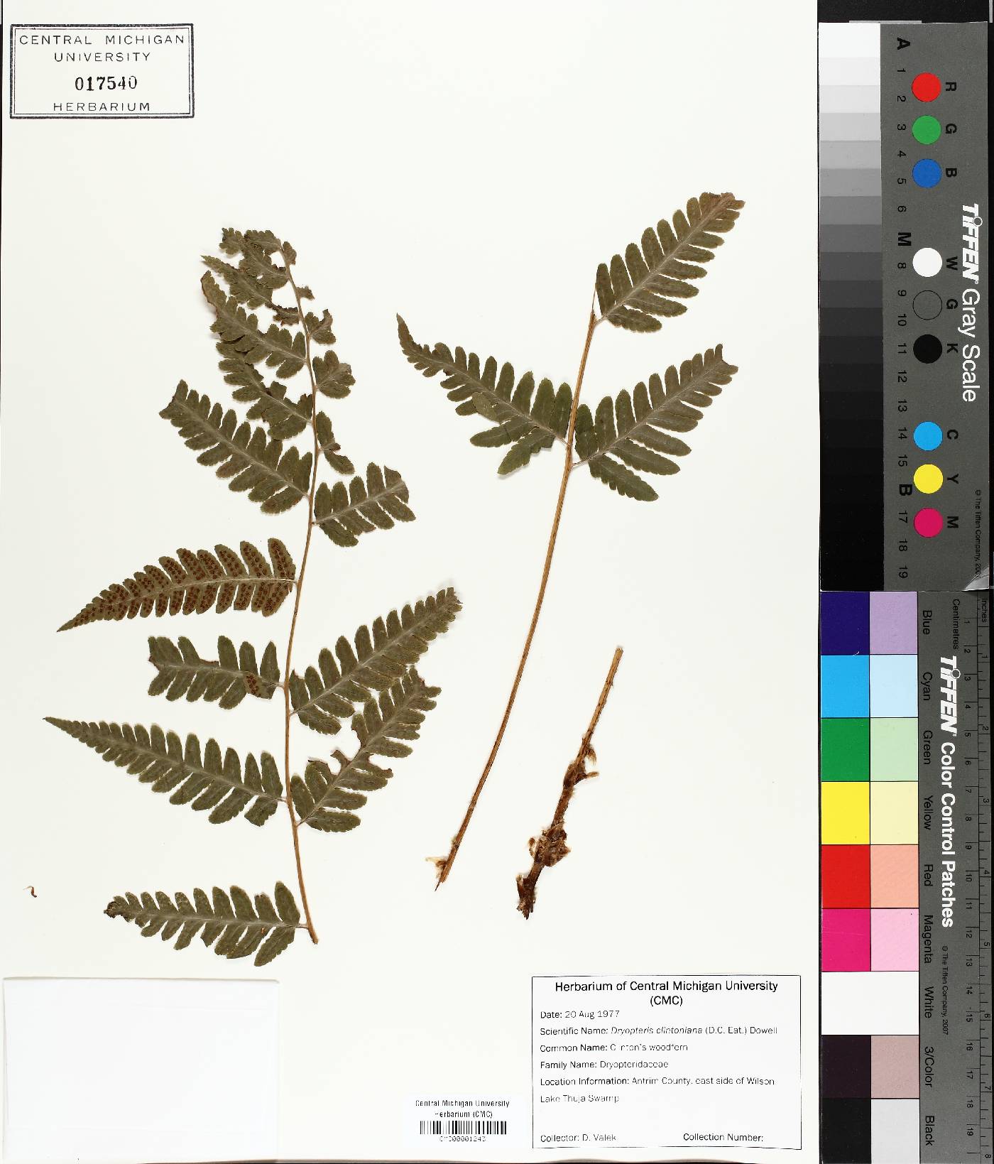 Dryopteris clintoniana image