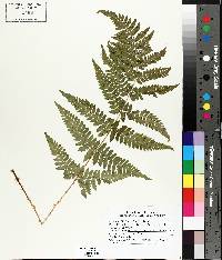 Dryopteris clintoniana image