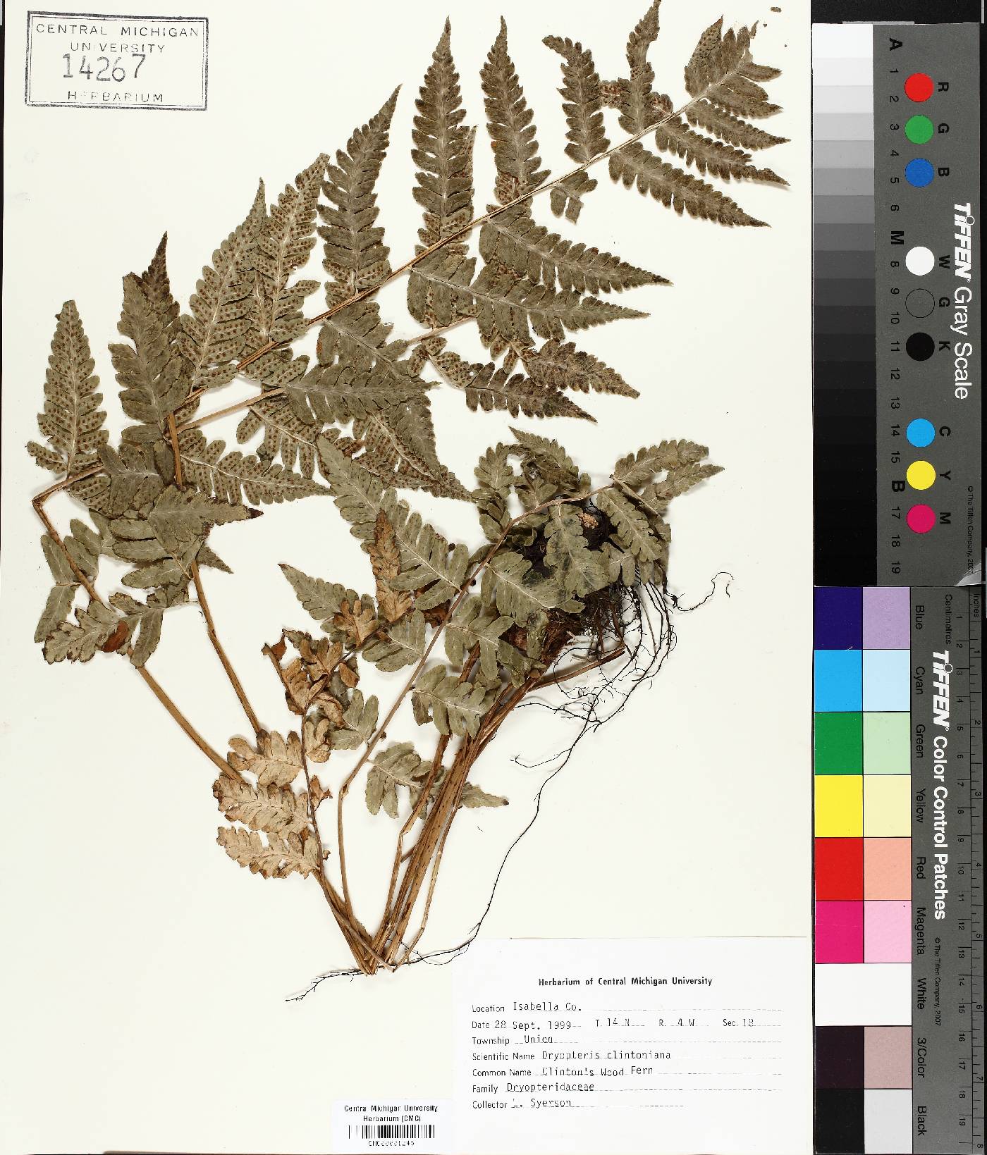 Dryopteris clintoniana image