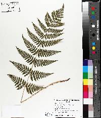 Dryopteris × triploidea image