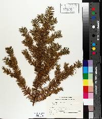 Taxus canadensis image