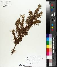 Taxus canadensis image