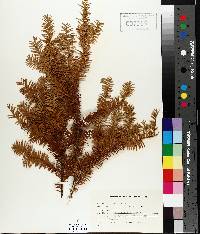 Taxus canadensis image