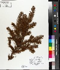 Taxus canadensis image