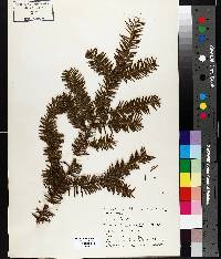 Taxus canadensis image