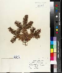 Abies balsamea image