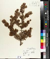 Abies balsamea image