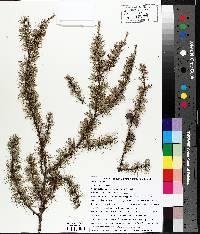 Larix laricina image