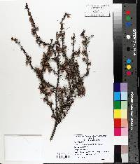 Larix laricina image