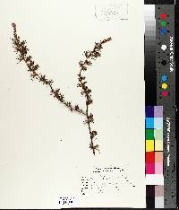 Larix laricina image