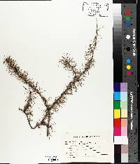 Larix laricina image