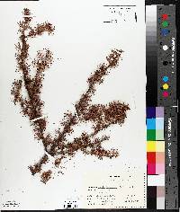 Larix laricina image