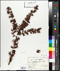 Larix laricina image