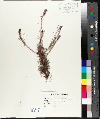 Larix laricina image