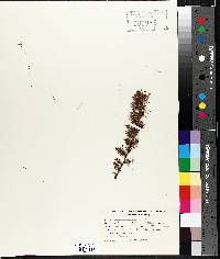 Larix laricina image