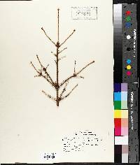 Picea mariana image