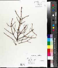 Picea mariana image