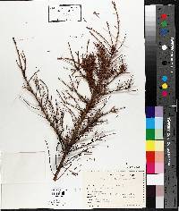 Picea mariana image