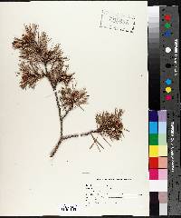 Pinus banksiana image