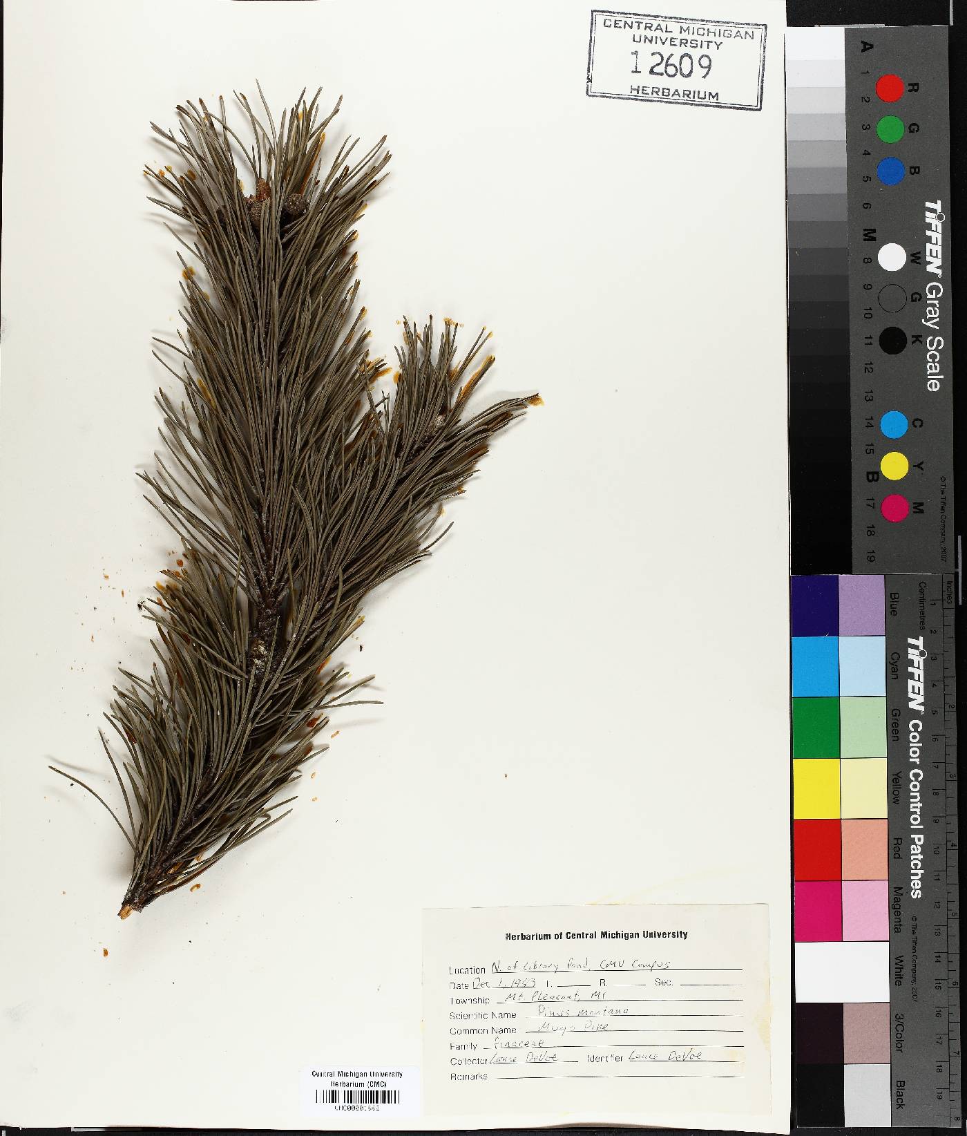 Pinus montana image