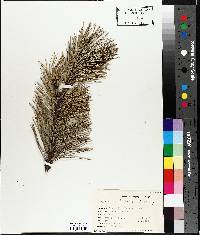 Pinus laricio image