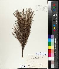 Pinus resinosa image