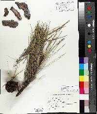 Pinus resinosa image