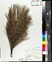 Pinus resinosa image