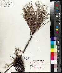 Pinus rigida image