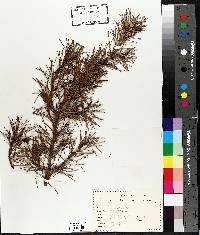 Pinus sylvestris image