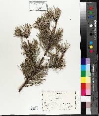 Pinus sylvestris image