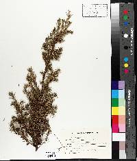 Juniperus communis var. depressa image