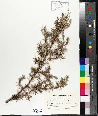 Juniperus communis var. depressa image