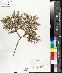 Thuja occidentalis image