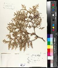 Thuja occidentalis image