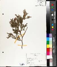 Thuja occidentalis image